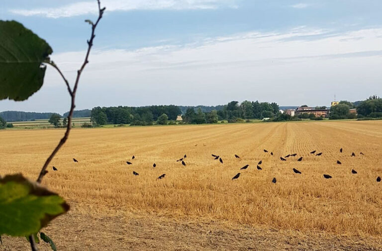 Lockkrähen stehen auf einem Stoppelfeld